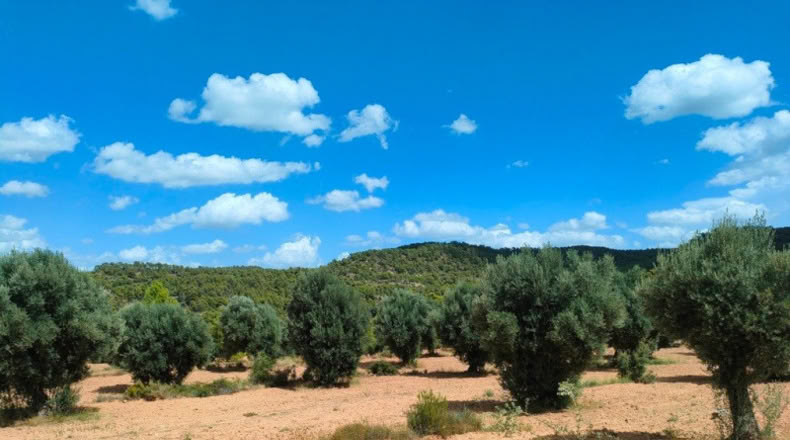 Teruel - Belmonte de San José - 48371m2