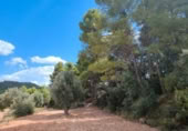 Xalet independent amb terreny en venda a la España, Bellmunt de Mesquí, ref.: TR317209 foto