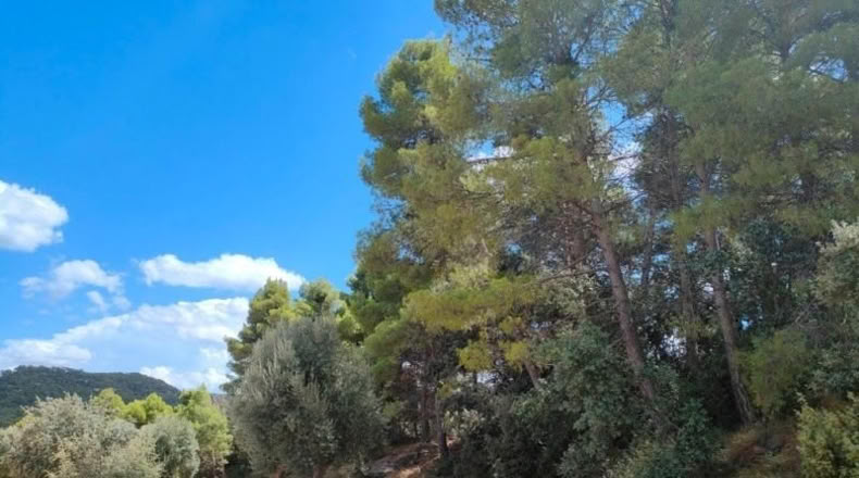 Teruel - Belmonte de San José - 48371m2