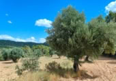 Xalet independent amb terreny en venda a la España, Bellmunt de Mesquí, ref.: TR317209 foto