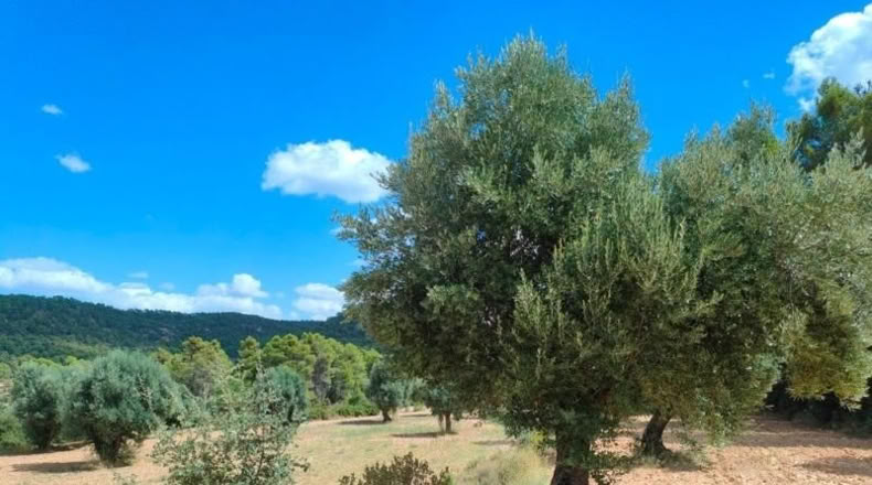 Teruel - Belmonte de San José - 48371m2