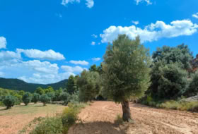 Bellmunt de Mesquí 48371&nbsp;m² 