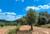 Xalet independent amb terreny en venda a la España, Bellmunt de Mesquí, ref.: TR317209 foto