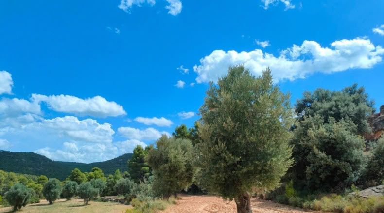 Teruel - Belmonte de San José - 48371m2