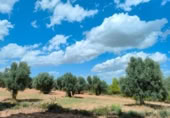Xalet independent amb terreny en venda a la España, Bellmunt de Mesquí, ref.: TR317209 foto
