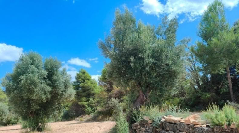 Teruel - Belmonte de San José - 48371m2
