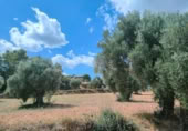 Xalet independent amb terreny en venda a la España, Bellmunt de Mesquí, ref.: TR317209 foto