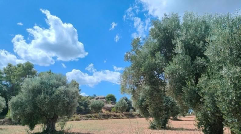 Teruel - Belmonte de San José - 48371m2