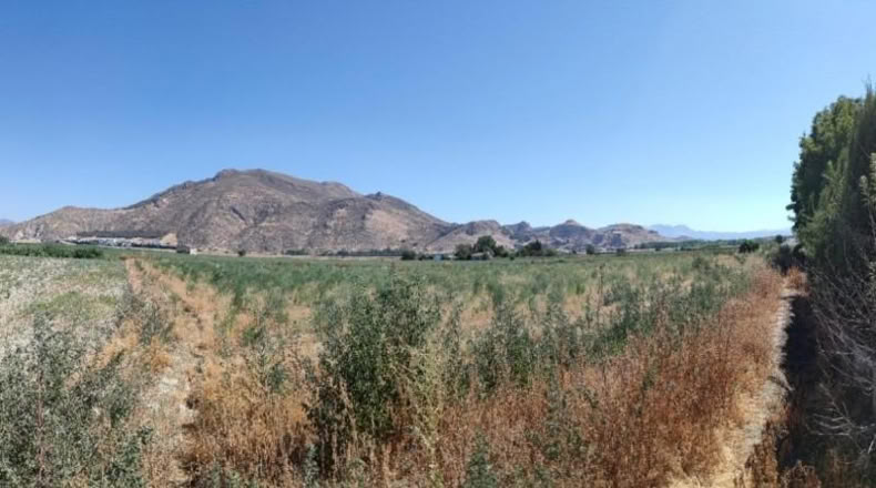 Granada - Pinos Puente - 3509m2