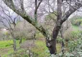 Terreny no urbanitzable en venda a la España, Benaocaz, ref.: TR120876 foto