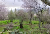 Terreny no urbanitzable en venda a la España, Benaocaz, ref.: TR120876 foto