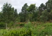 Terreny no urbanitzable en venda a la España, Icod de los Vinos, ref.: TR120975 foto