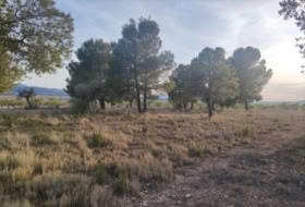 el Pinós 14000&nbsp;m² 