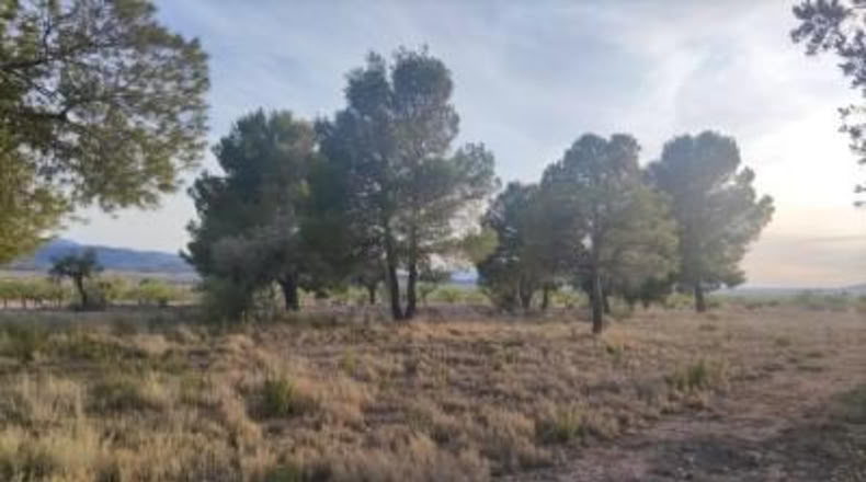 Alicante - Pinoso - 14000m2