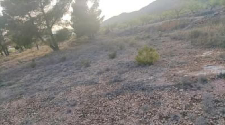 Alicante - Pinoso - 14000m2