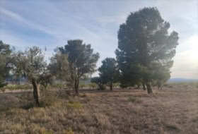 el Pinós 14000&nbsp;m² 