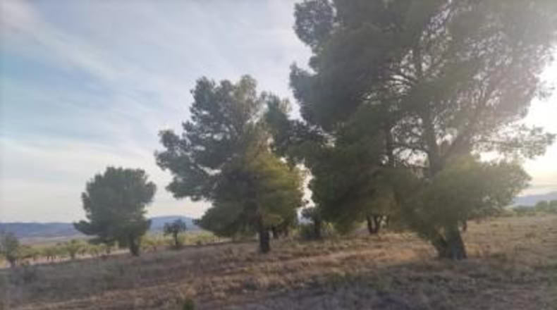 Alicante - Pinoso - 14000m2