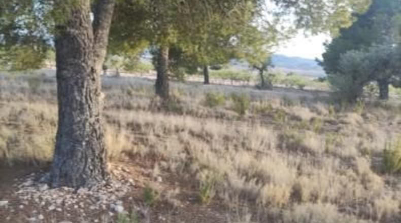 Alicante - Pinoso - 14000m2