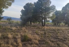 el Pinós 14000&nbsp;m² 