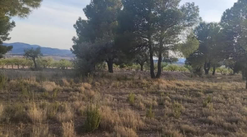 Alicante - Pinoso - 14000m2