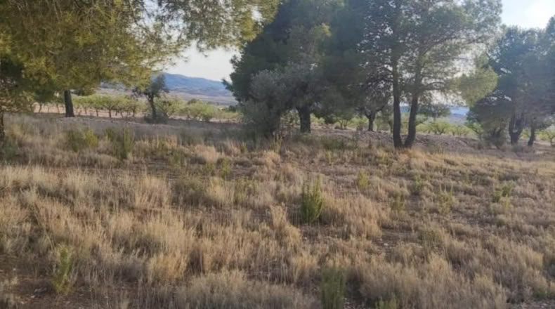 Alicante - Pinoso - 14000m2