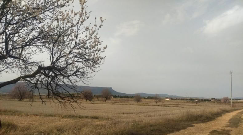 Albacete - Almansa - 38000m2