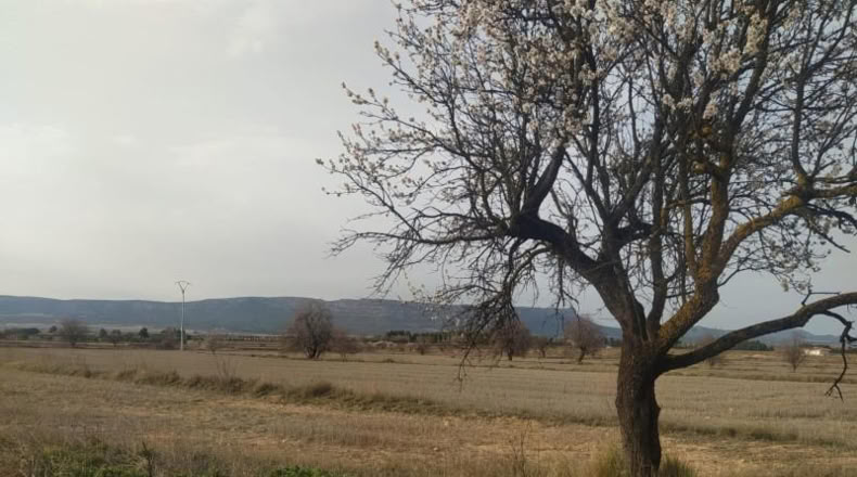 Albacete - Almansa - 38000m2