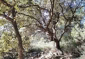 Xalet independent amb terreny en venda a la España, Horta de Sant Joan, ref.: TR293332 foto