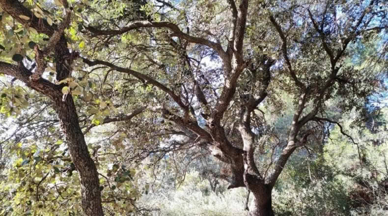Tarragona - Horta de Sant Joan - 11166m2