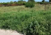 Terreny no urbanitzable en venda a la España, Alguazas, ref.: TR117730 foto