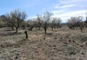 Terreno no urbanizable en venta en la España, Batea, ref: TR129869 foto