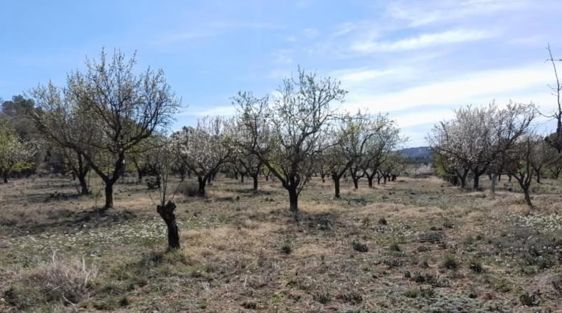 Tarragona - Batea - 14380m2