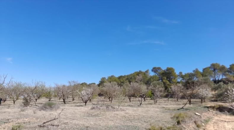 Tarragona - Batea - 14380m2