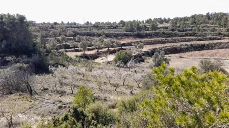 Tarragona - Batea - 14380m2