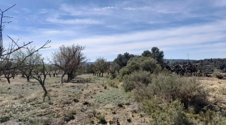 Tarragona - Batea - 14380m2