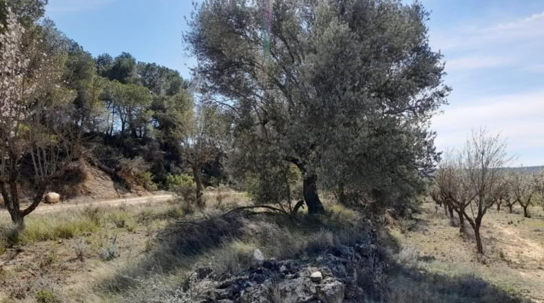 Tarragona - Batea - 14380m2