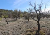 Terreno no urbanizable en venta en la España, Batea, ref: TR129869 foto