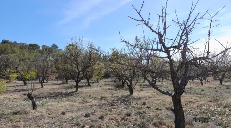 Tarragona - Batea - 14380m2