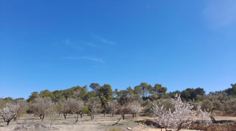 Tarragona - Batea - 14380m2