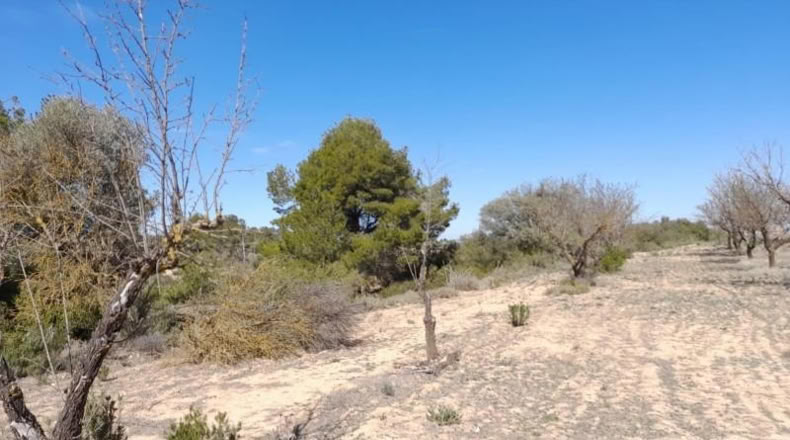 Tarragona - Batea - 14380m2