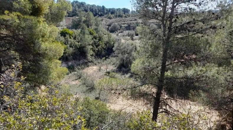 Tarragona - Batea - 14380m2