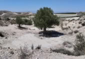 Terreno no urbanizable en venta en la España, Molina de Segura, ref: TR248178 foto