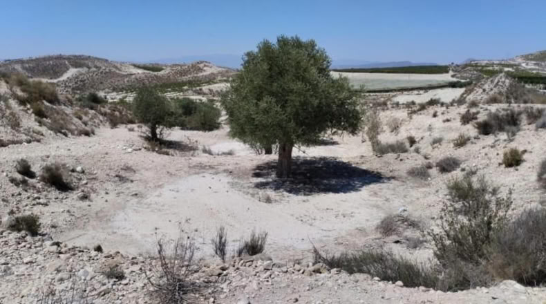 Murcia - Molina de Segura - 13416m2