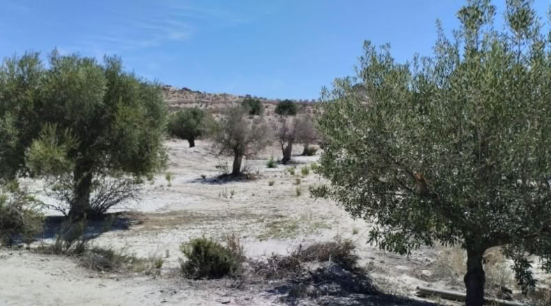 Murcia - Molina de Segura - 13416m2