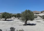 Terreno no urbanizable en venta en la España, Molina de Segura, ref: TR248178 foto