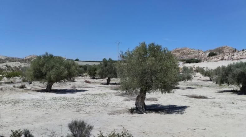 Murcia - Molina de Segura - 13416m2