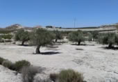 Terreno no urbanizable en venta en la España, Molina de Segura, ref: TR248178 foto