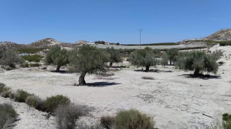 Murcia - Molina de Segura - 13416m2