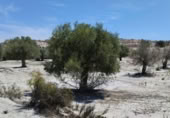 Terreno no urbanizable en venta en la España, Molina de Segura, ref: TR248178 foto