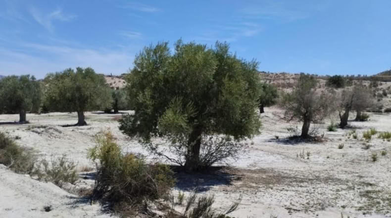 Murcia - Molina de Segura - 13416m2